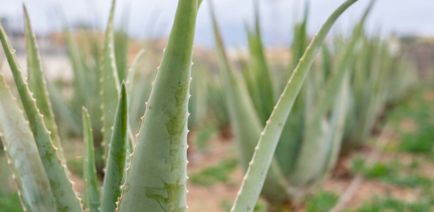 Is Aloe Vera Gel Good for Eczema