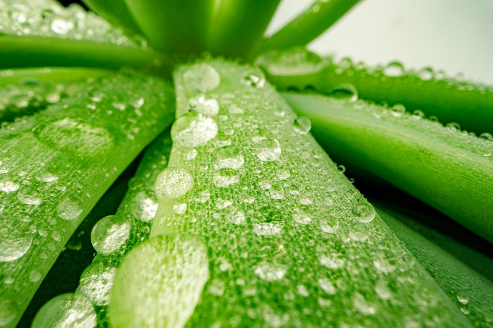 Aloe Vera Juice