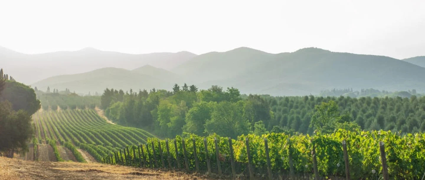 InfiniteAloe — founded 1998 by Steven Harris